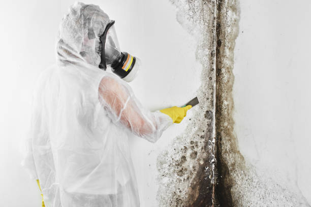 Best Emergency Mold Removal  in Sterling, KS