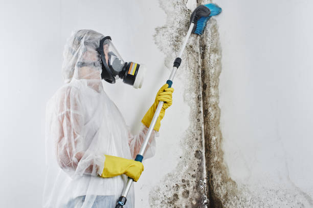 Best Same-Day Mold Removal  in Sterling, KS