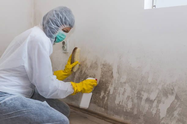 Best Best Mold Removal Companies  in Sterling, KS