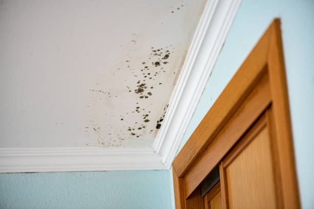 Best Mold Remediation  in Sterling, KS