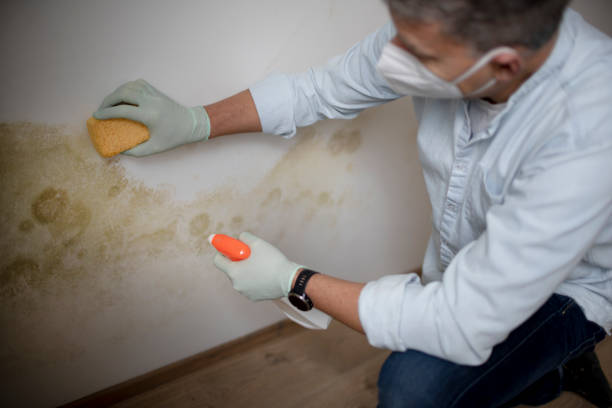 Professional Mold Removal in Sterling, KS