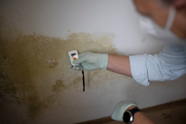 Best Attic Mold Removal  in Sterling, KS