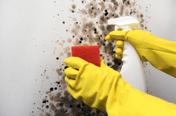 Best Crawl Space Mold Removal  in Sterling, KS