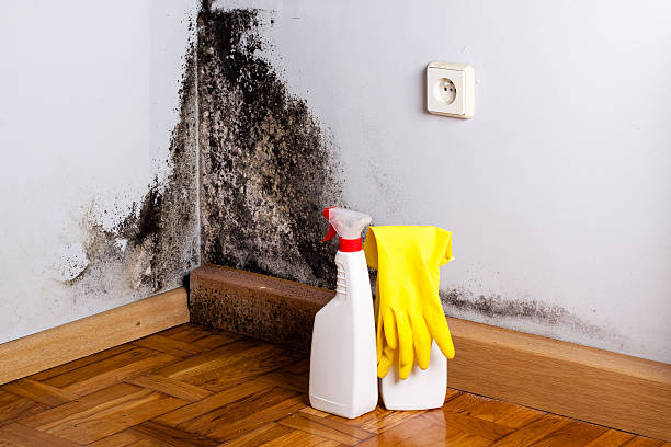 Best Commercial Mold Removal  in Sterling, KS