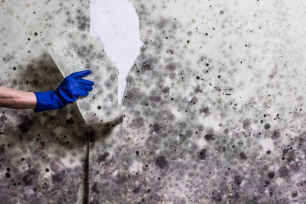 Best Mold Testing  in Sterling, KS