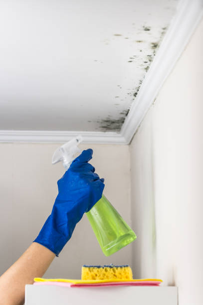 Best Mold Removal Near Me  in Sterling, KS