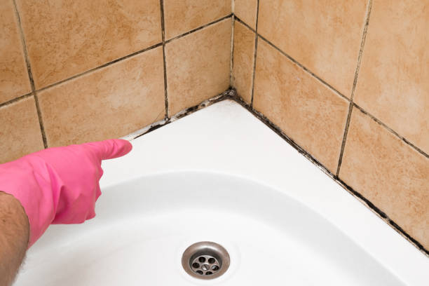 Reliable Sterling, KS Mold Removal Solutions